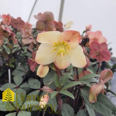 Helleborus x HGC Mahogany Snow