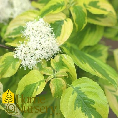 Cornus alternifolia Golden Shadows®