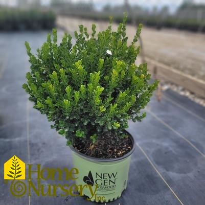 Buxus x Freedom®