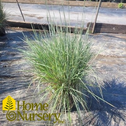 Schizachyrium scoparium Prairie Blues