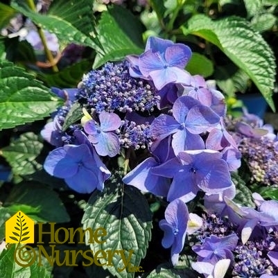 Hydrangea macrophylla Endless Summer® Pop Star™