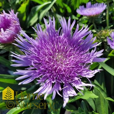 Stokesia laevis Totally Stoked Riptide