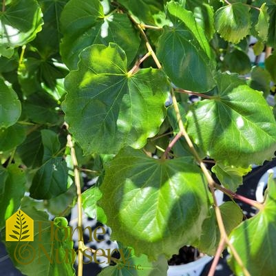 Cercis canadensis Luscious Lavender™