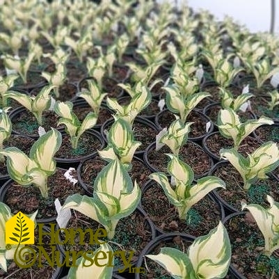 Hosta x 'Hans'