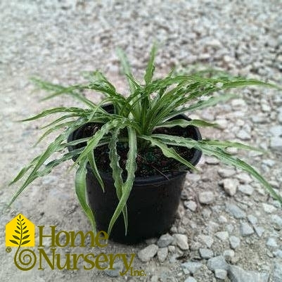 Hosta x 'Curly Fries'