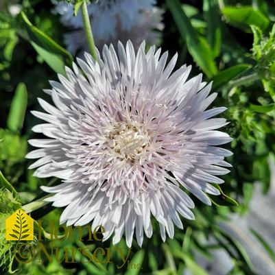 Stokesia laevis Totally Stoked Whitecaps