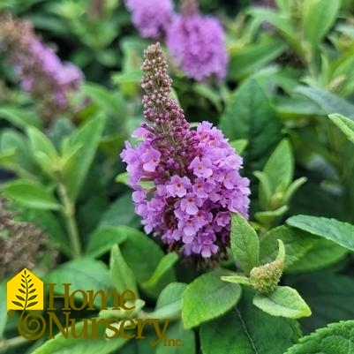 Buddleia davidii Dapper® Lavender
