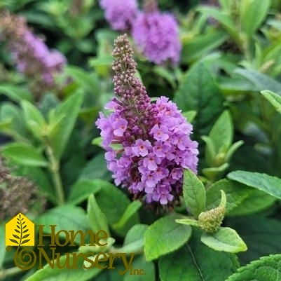 Buddleia davidii Dapper® Lavender ('Buddaplav')