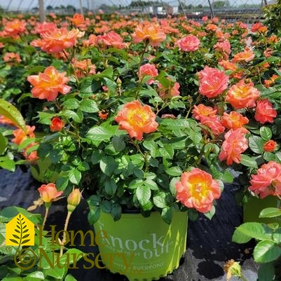 Rosa Orange Glow™ Knock Out® 