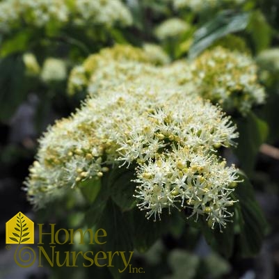 Cornus alternifolia 