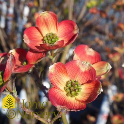 Cornus florida 'Cherokee Brave'