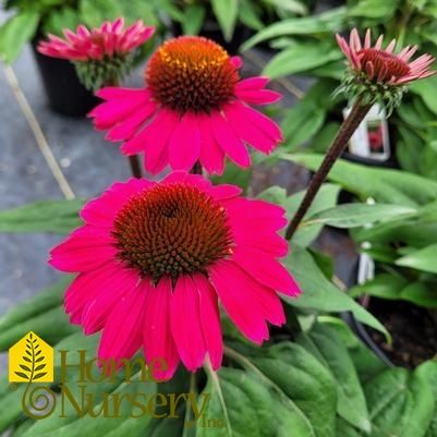 Echinacea x Fuchsia Fandango