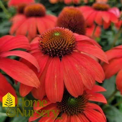Echinacea x Sombrero® Mandarin Mambo