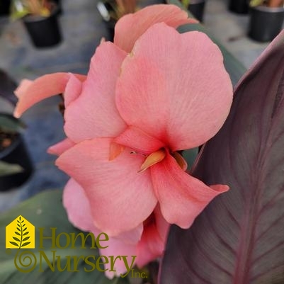 Canna Cannova® Casa Bronze Peach