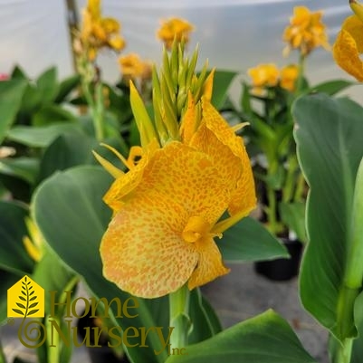 Canna Cannova® Golden Leopard