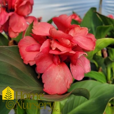 Canna Cannova® Rose Dark Bud