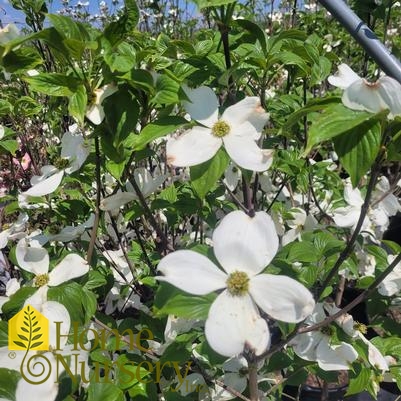 Cornus florida 'Cherokee Princess'