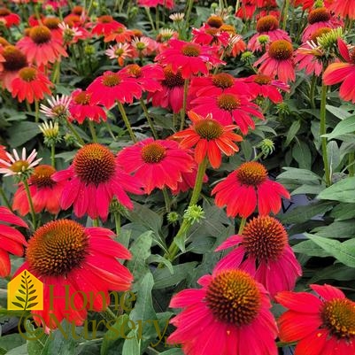 Echinacea x Summersong™ Firefinch™
