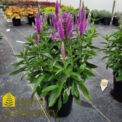 Veronica longifolia Skyward™ Lilac