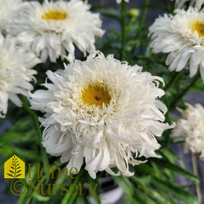 Leucanthemum superbum Amazing Daisies® 'Marshmallow'