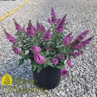 Buddleia Chrysalis™ Pink