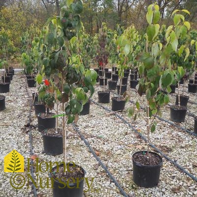 Cornus florida 'Cloud 9'