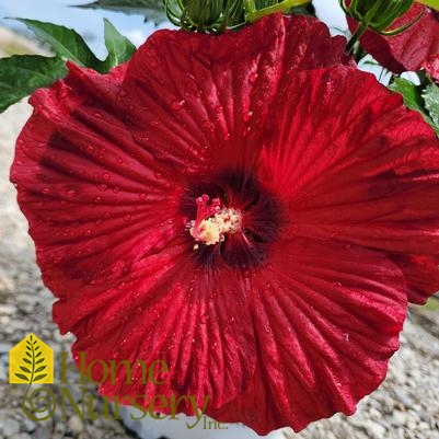Hibiscus x Summerific® 'Garnet Globes'