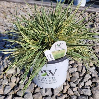 Festuca arundinacea 'Perfect Edging'