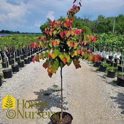 Cercis canadensis Cercis can Hearts A'Fire™