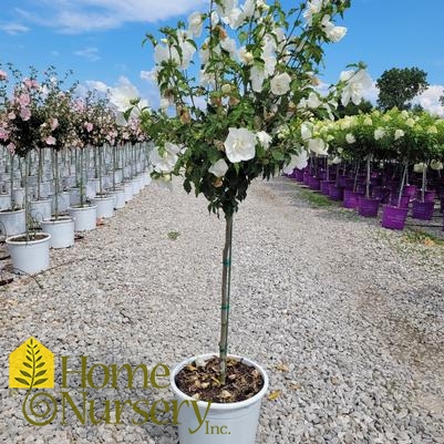 Hibiscus syriacus White Chiffon® Tree