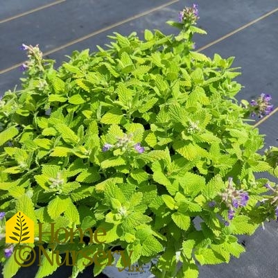 Nepeta x 'Lemon Purrfection'