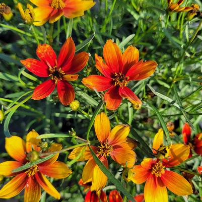 Coreopsis verticillata Sizzle & Spice 'Crazy Cayenne'