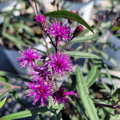 Vernonia x 'Prairie Princess'