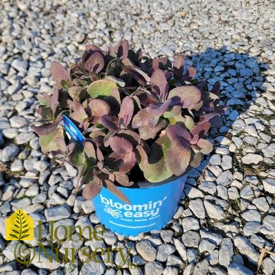 Sedum x Puff Pastry™ 'White Chocolate'