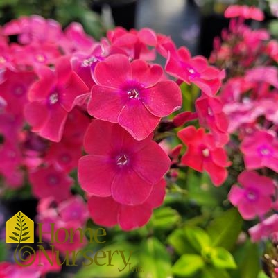 Phlox paniculata Garden Girls® Glamour Girl