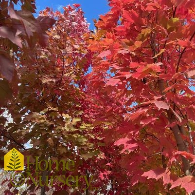 Acer saccharum Fall Fiesta®