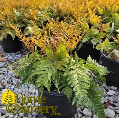 Dryopteris erythrosora 'Brilliance'