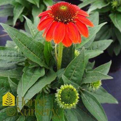 Echinacea x Sombrero Poco™ Hot Coral