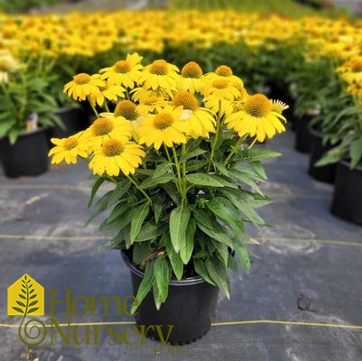 Echinacea x Sombrero® Lemon Yellow