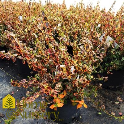 Euonymus fortunei 'Emerald 'n' Gold'