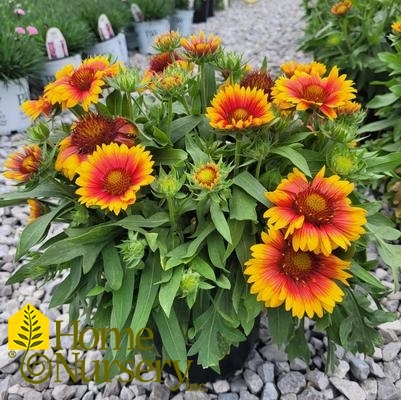 Gaillardia x grandiflora 'Mesa Bright Bicolor'