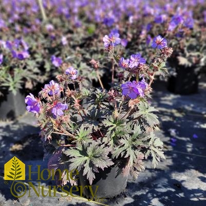 Geranium x pratense 'Boom Chocolatta'