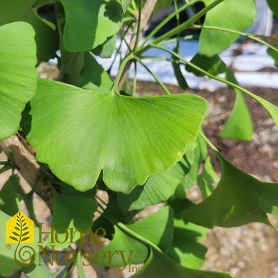 Ginkgo biloba 'Sky Tower'