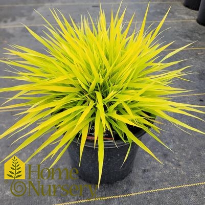 Hakonechloa macra 'All Gold'