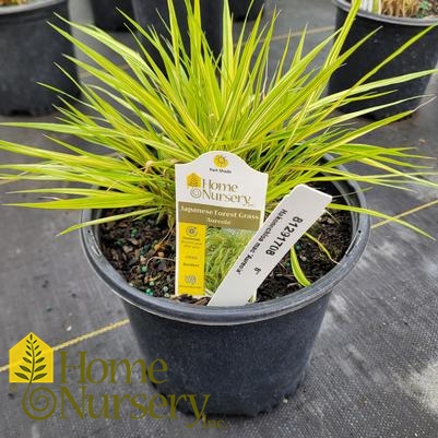 Hakonechloa macra 'Aureola'