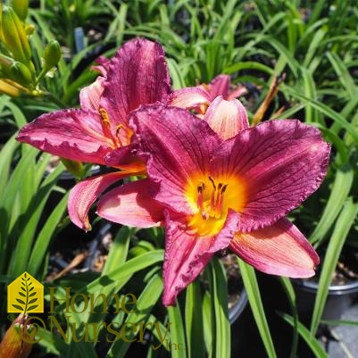 Hemerocallis 'Purple d'Oro'