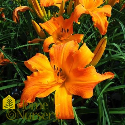 Hemerocallis Rainbow Rhythm® Primal Scream