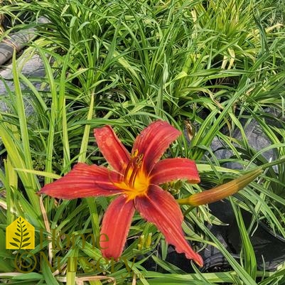 Hemerocallis 'Ruby Stella'