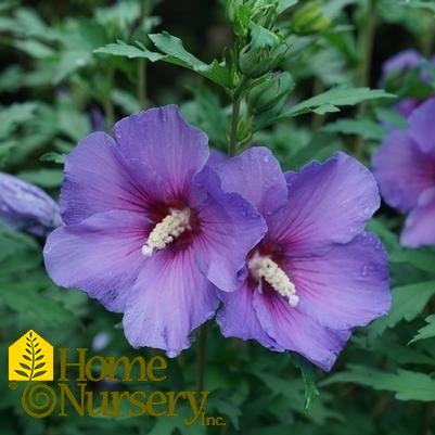 Hibiscus syriacus Paraplu Violet®