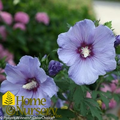 Hibiscus syriacus Azurri Blue Satin®